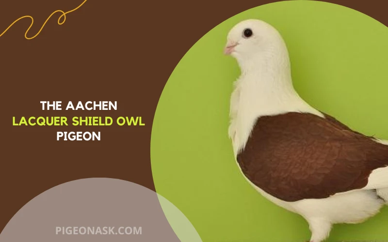 The Aachen Lacquer Shield Owl Pigeon