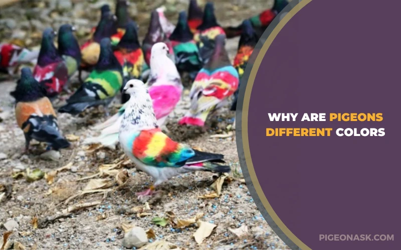 Why Are Pigeons Different Colors?