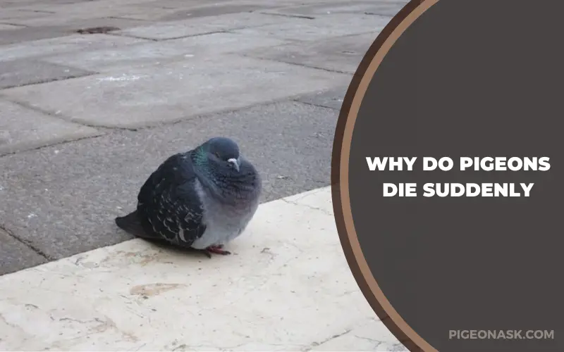 Why Do Pigeons Die Suddenly