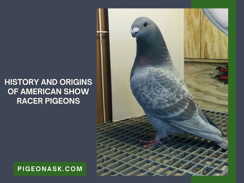 History and Origins of American Show Racer Pigeons