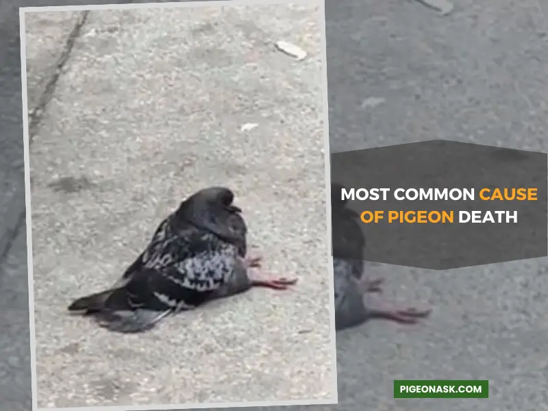 What Is the Most Common Cause of Pigeon Death