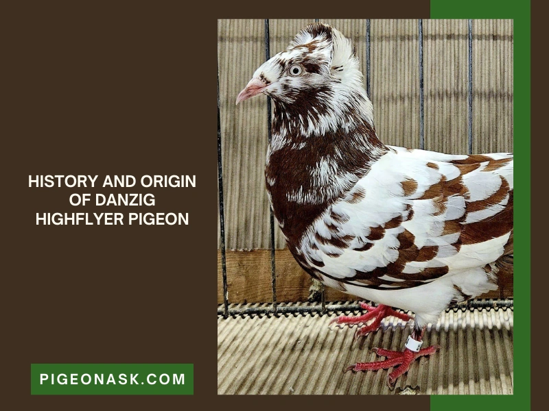 History and Origin Of Danzig Highflyer Pigeon