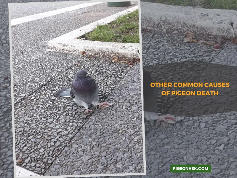 What Are the Other Common Causes of Pigeon Death