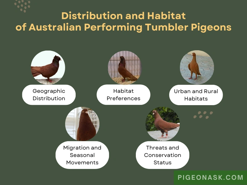 Distribution and Habitat of Australian Performing Tumbler Pigeons