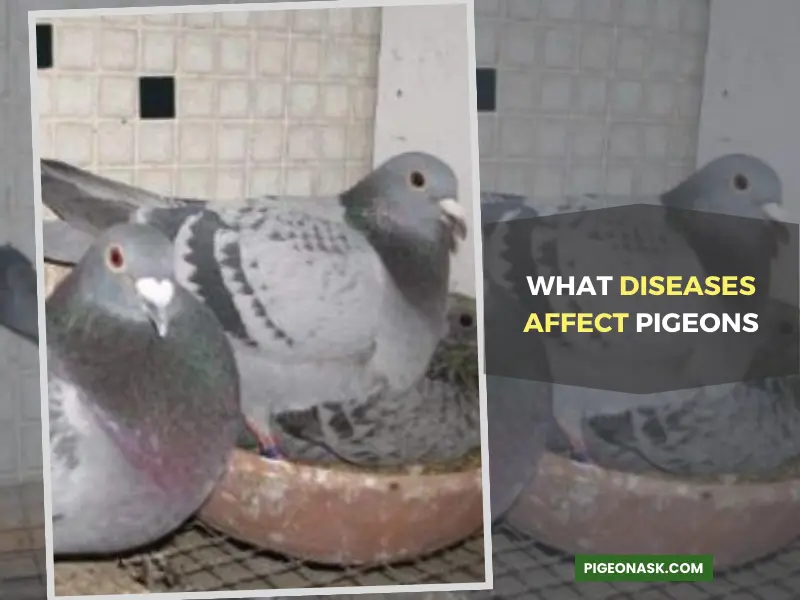 What Diseases Affect Pigeons