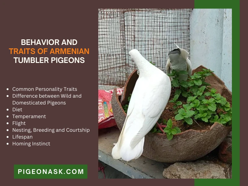 Behavior and Traits of Armenian Tumbler Pigeons