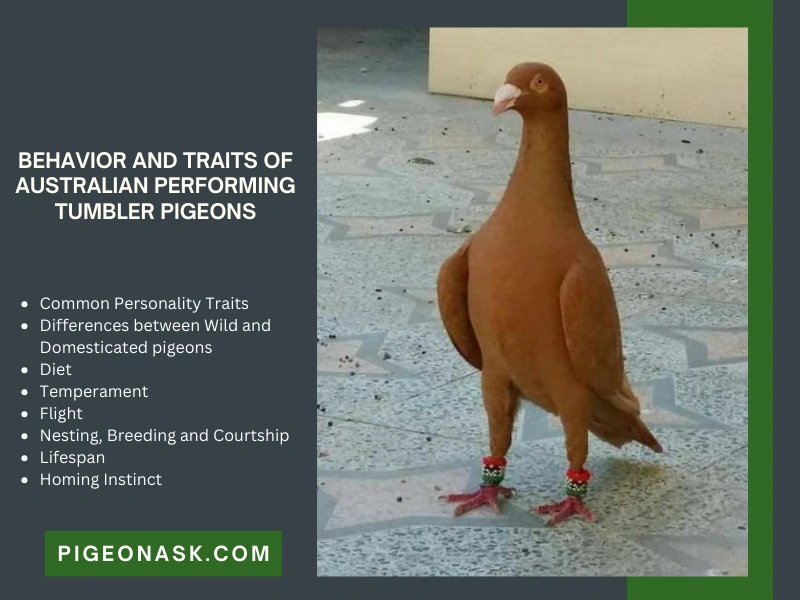 Behavior and Traits of Australian Performing Tumbler Pigeons