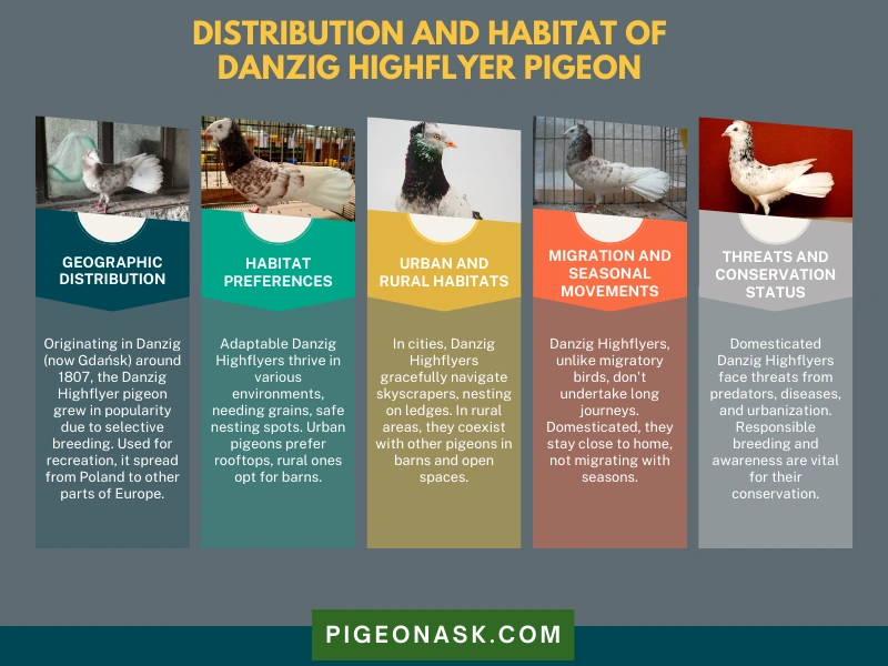 Distribution and Habitat Of Danzig Highflyer Pigeon