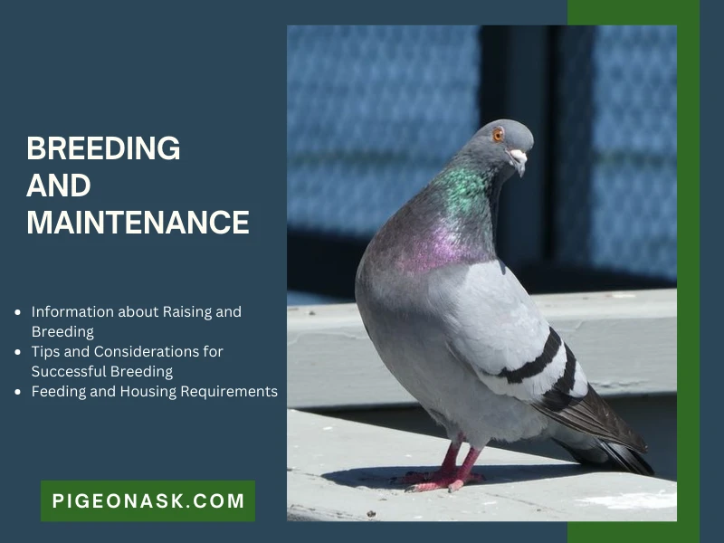 Breeding and Maintenance