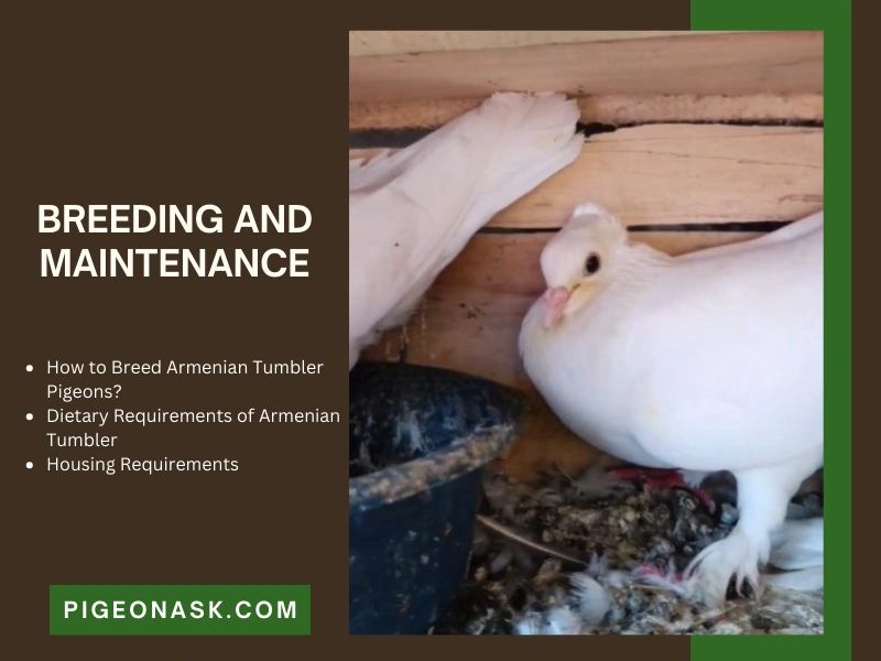 Breeding and Maintenance of Armenian Tumbler Pigeons