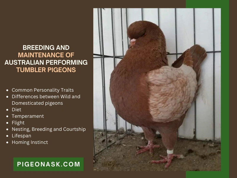 Breeding and Maintenance of Australian Performing Tumbler Pigeons