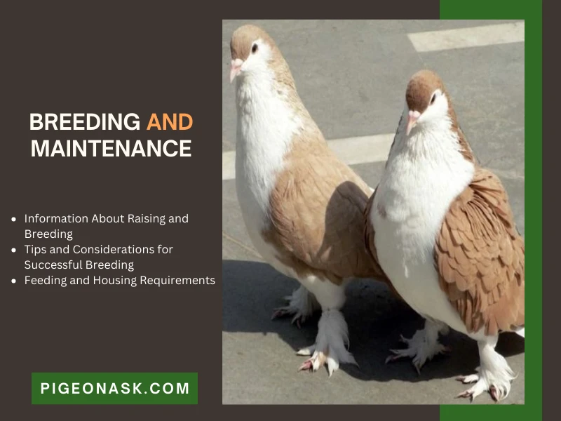 Breeding and Maintenance