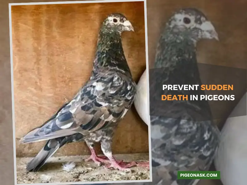 What Can I Do to Prevent Sudden Death in Pigeons