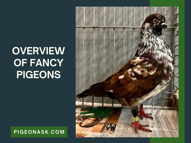 A Short Overview of Fancy Pigeons