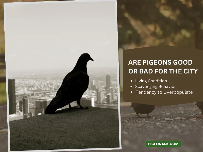 Are Pigeons Good or Bad for the City