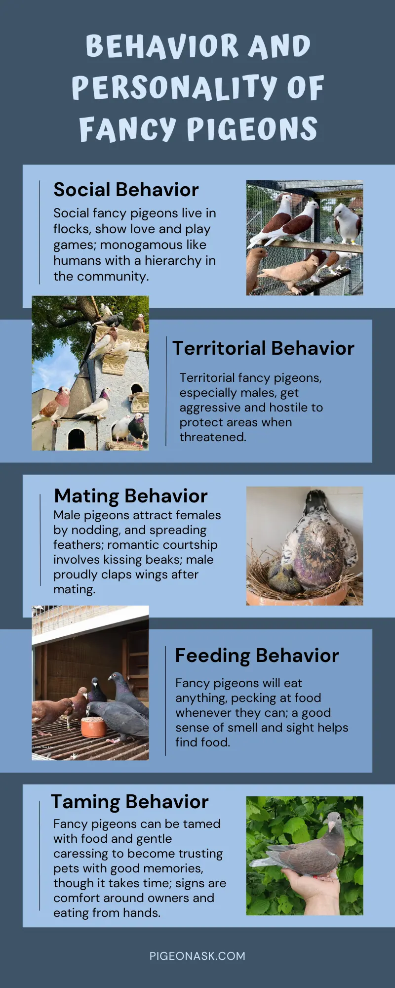 Behavior and Personality of Fancy Pigeons