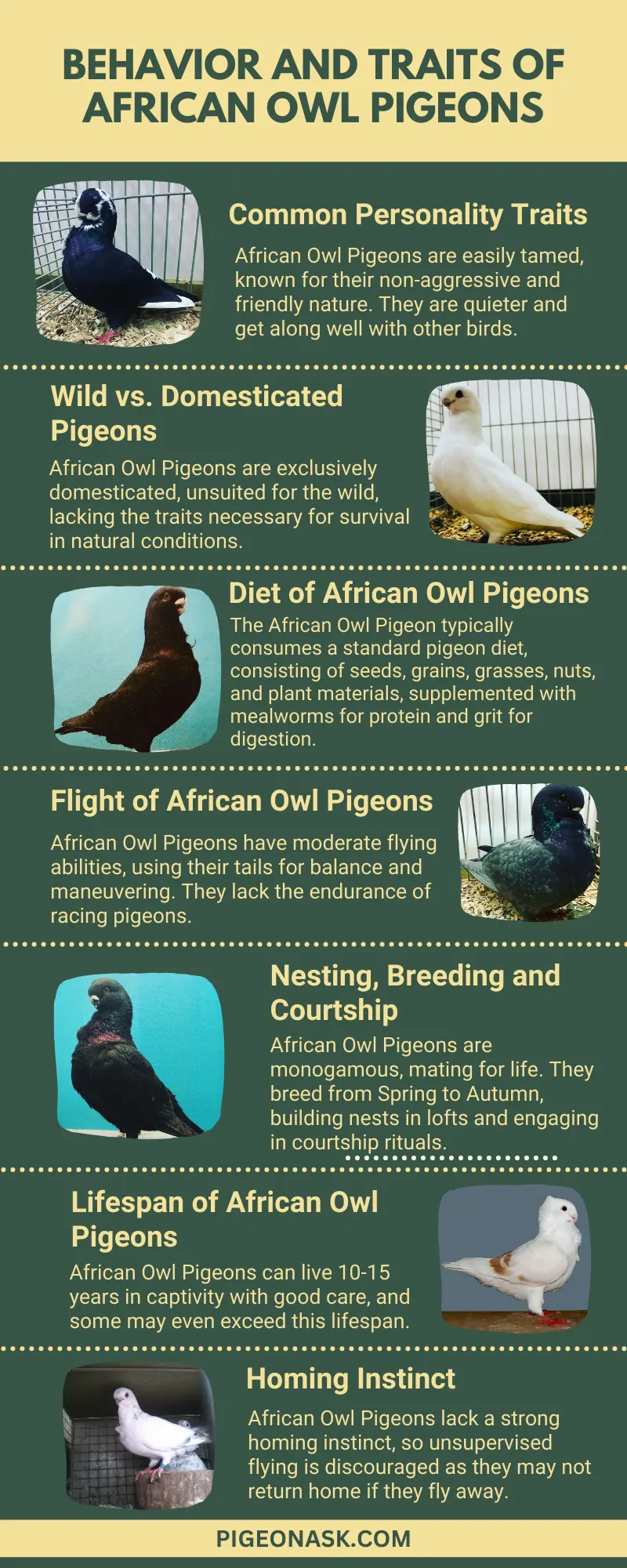 Behavior and Traits of African Owl Pigeons