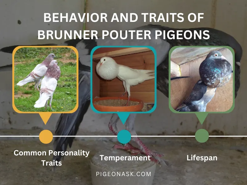 Behavior and Traits of Brunner Pouter Pigeons