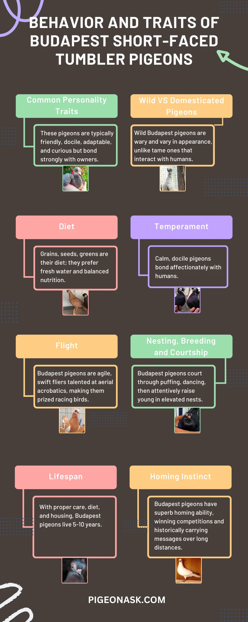 Behavior and Traits of Budapest Short-faced Tumbler Pigeons