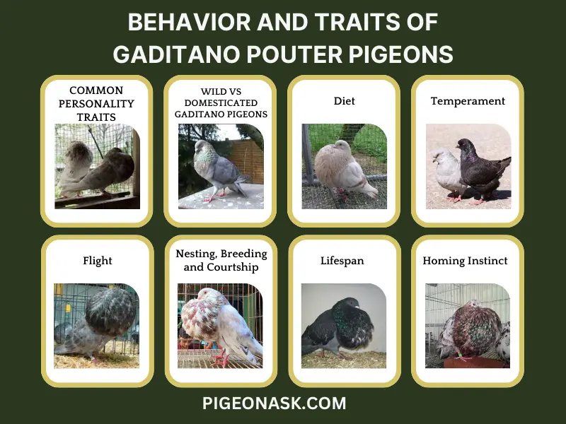 Behavior and Traits of Gaditano Pouter Pigeons