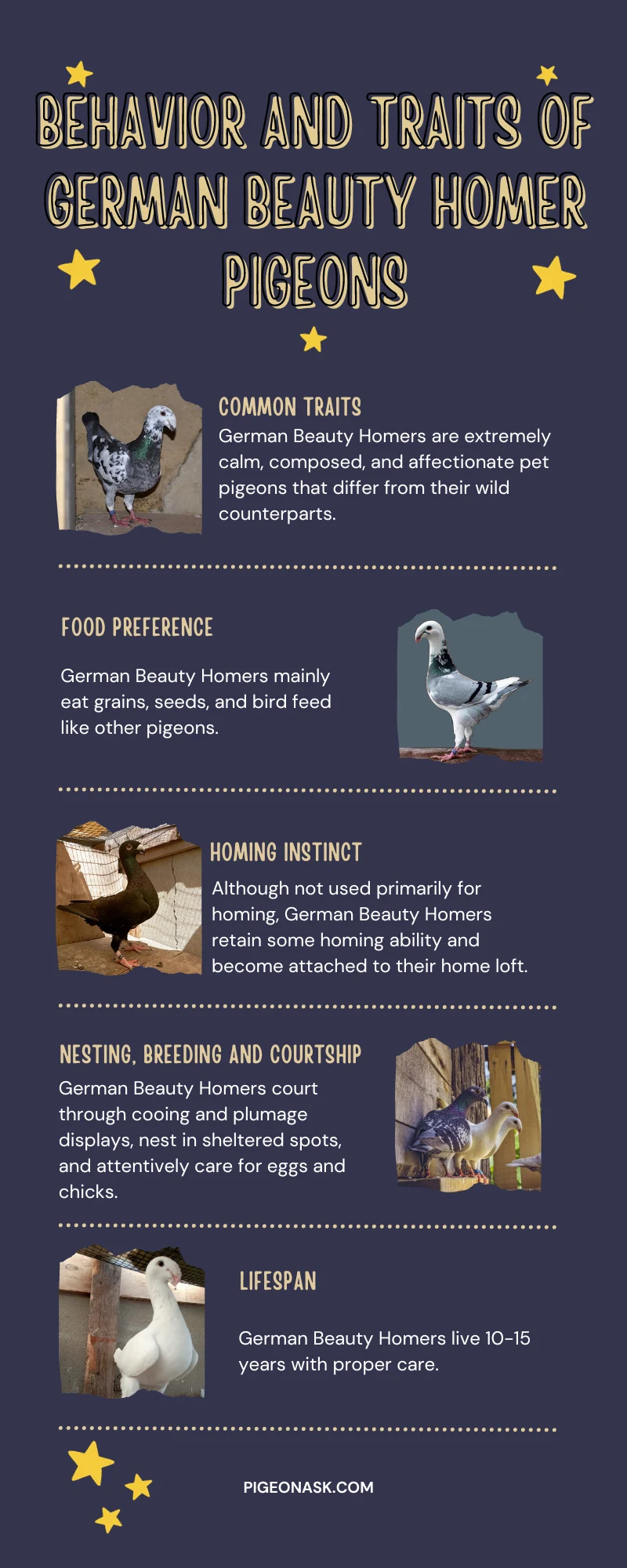 Behavior and Traits of German Beauty Homer Pigeons