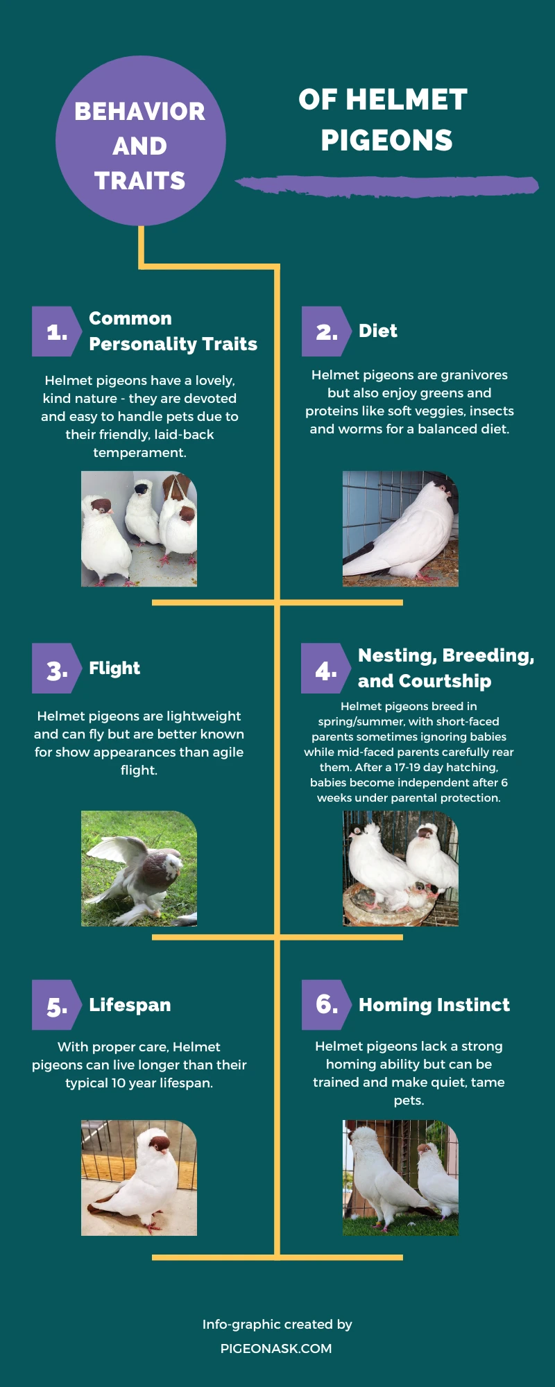 Behavior and Traits of Helmet Pigeons