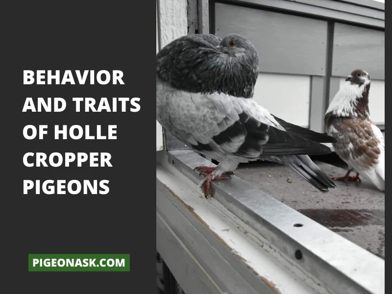 Behavior and Traits of Holle Cropper Pigeons