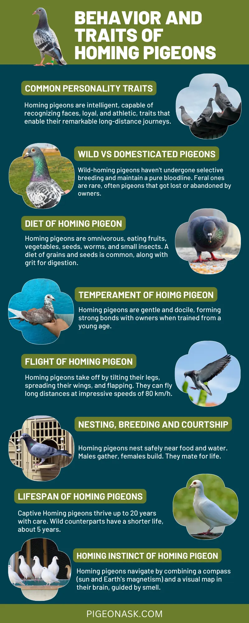 Behavior and Traits of Homing Pigeons