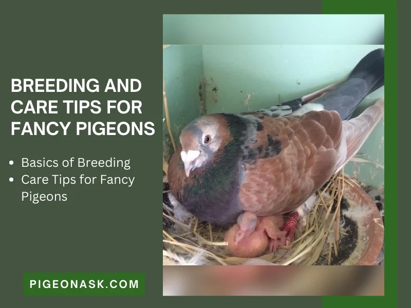 Breeding and Care Tips for Fancy Pigeons