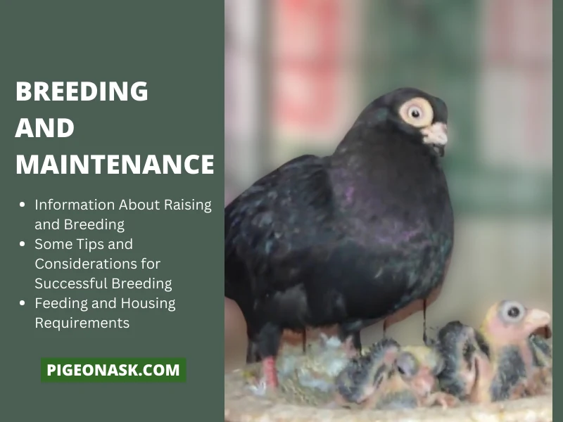 Breeding and Maintenance