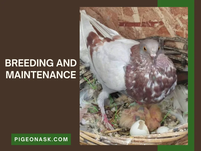 Breeding and Maintenance