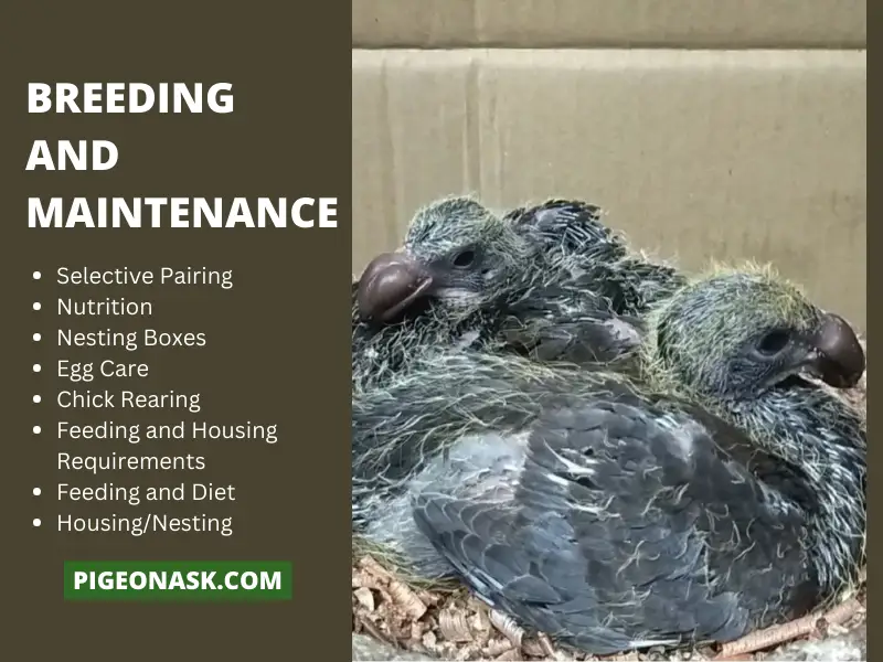 Breeding and Maintenance