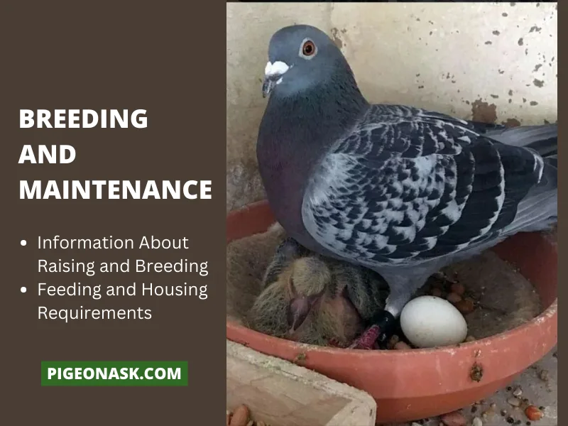 Breeding and Maintenance