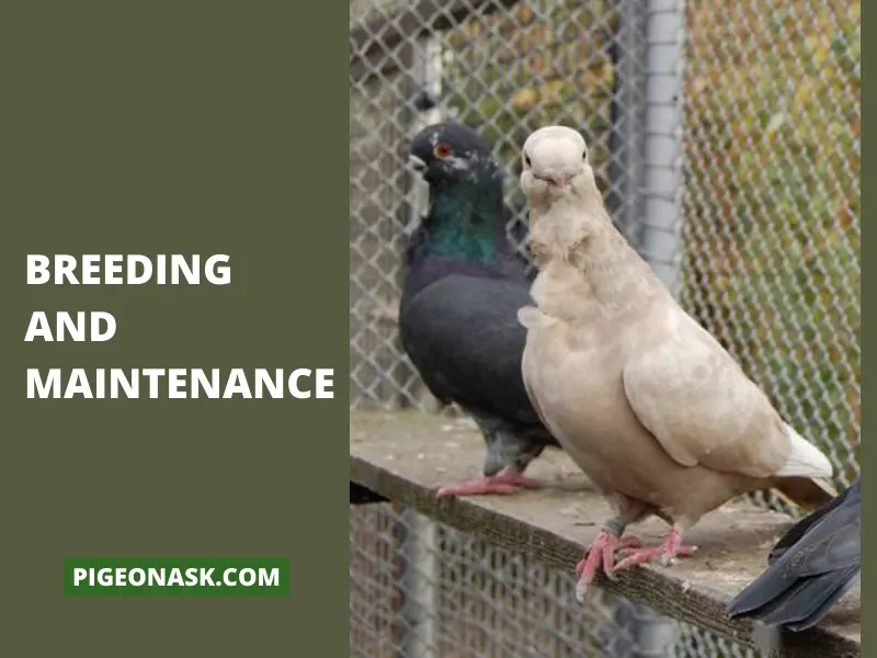 Breeding and Maintenance