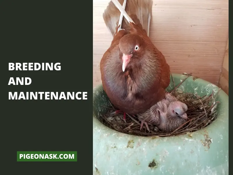 Breeding and Maintenance