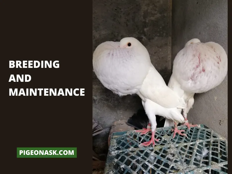 Breeding and Maintenance