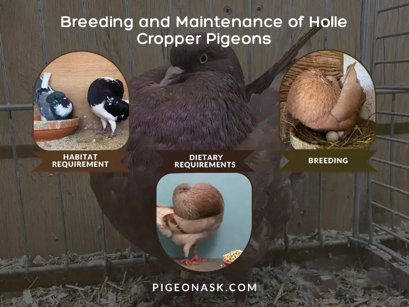 Breeding and Maintenance of Holle Cropper Pigeons