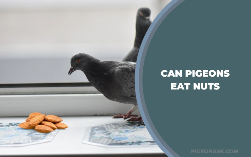 Can Pigeons Eat Nuts