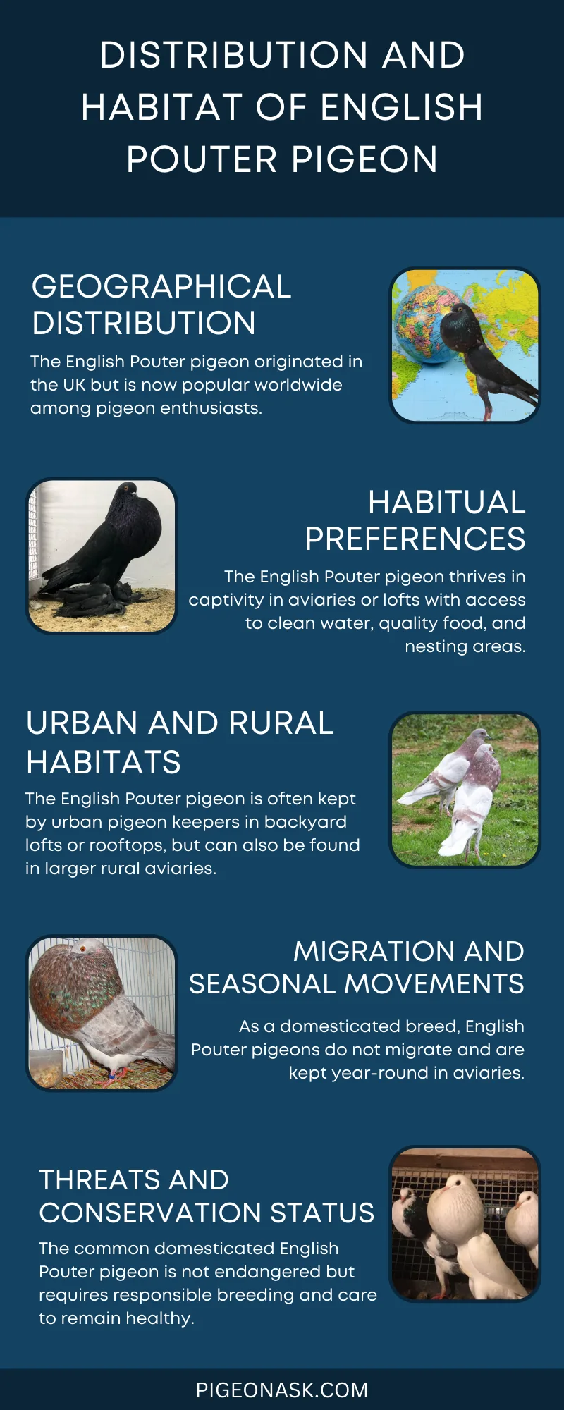 Distribution and Habitat Of English Pouter Pigeon