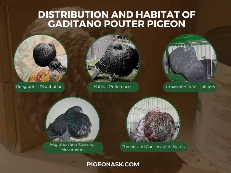 Distribution and Habitat of Gaditano Pouter Pigeon