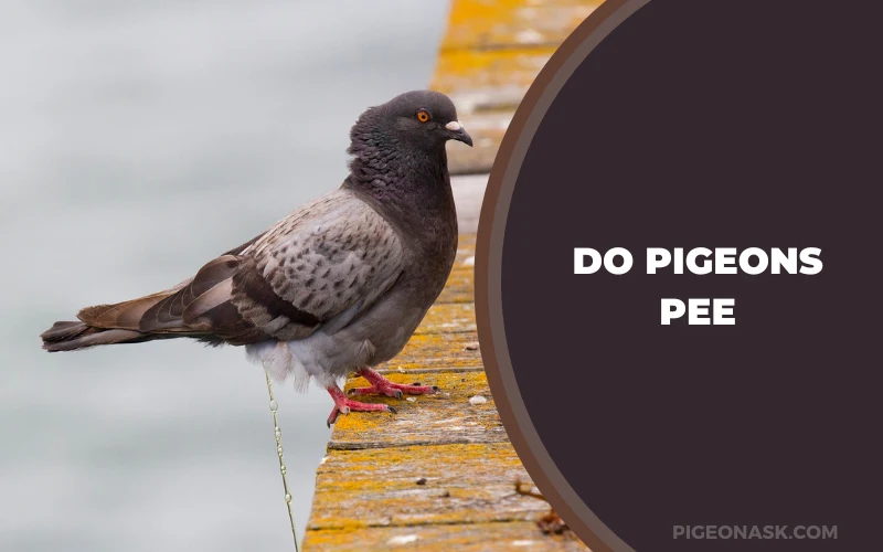 Do Pigeons Pee