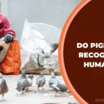 Do Pigeons Recognize Humans?