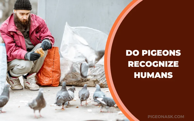 Do Pigeons Recognize Humans