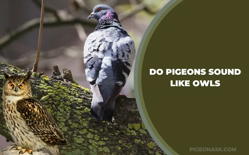 Do Pigeons Sound Like Owls?