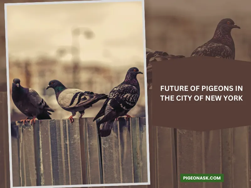 Future of Pigeons in the City of New York