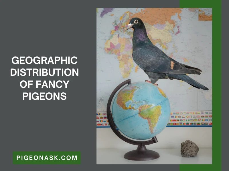 Geographic Distribution of Fancy Pigeons