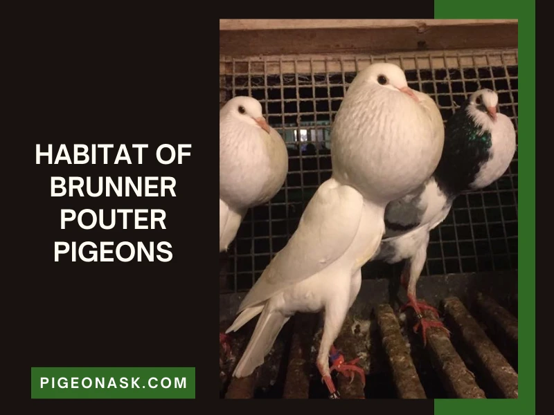 Habitat Preferences of Brunner Pouter Pigeons