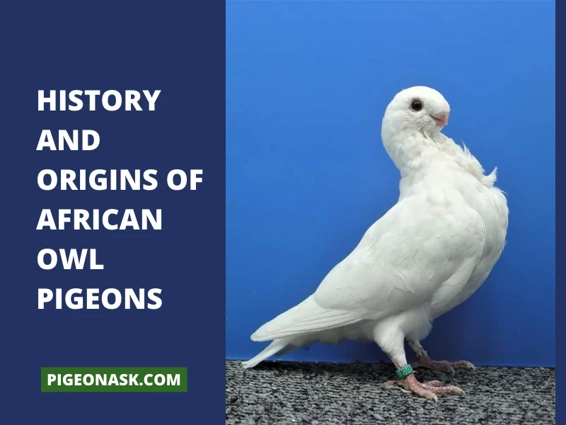 History and Origins of African Owl Pigeons