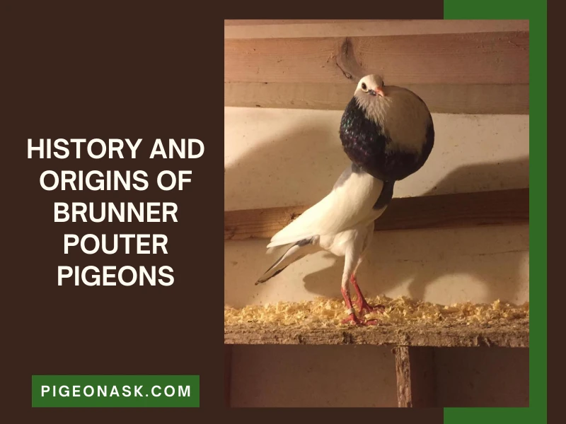 History and Origins of Brunner Pouter Pigeons