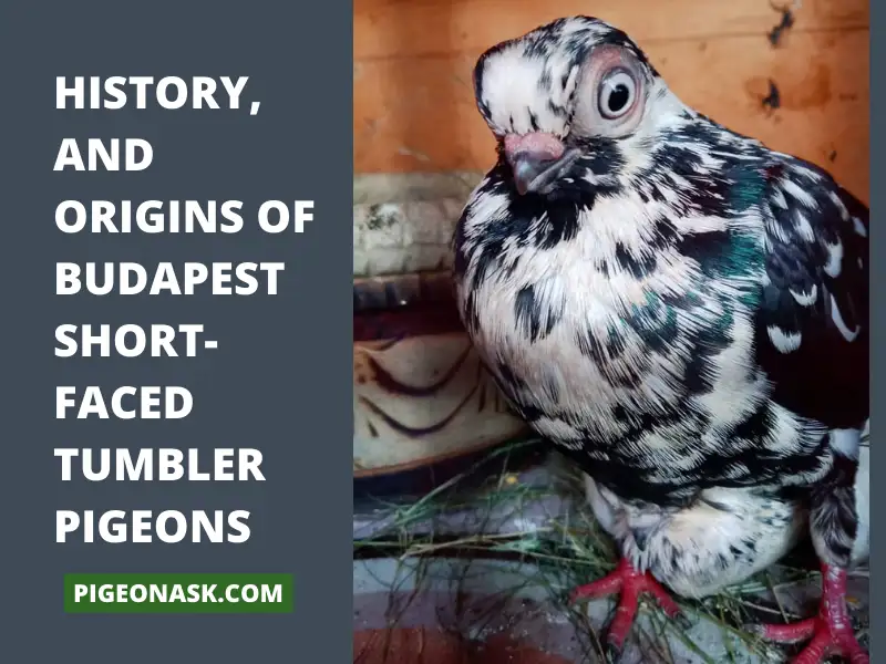 History, and Origins of Budapest Short-faced Tumbler Pigeons